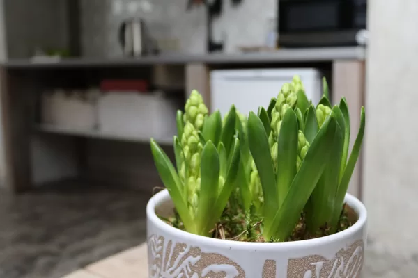 Pasiekstes vējdzirnavas Vējdzirnavas apartamenti